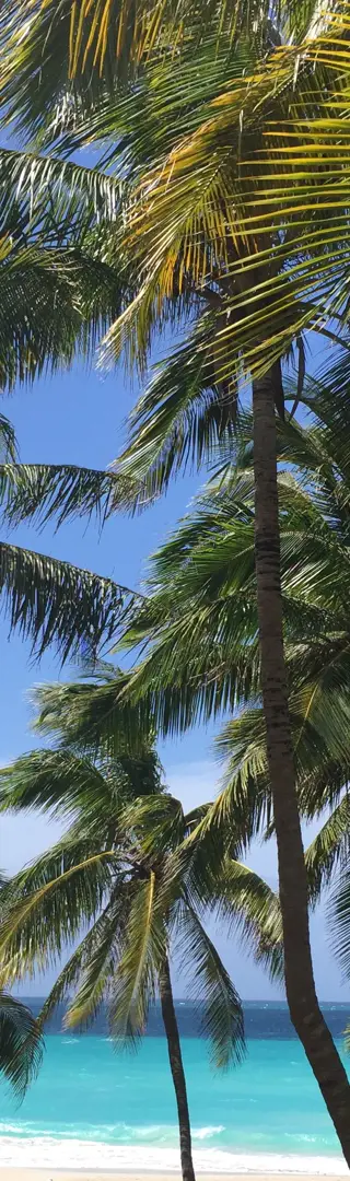 Welcome to Paradise
